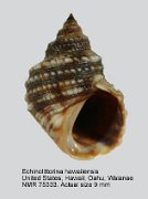 Echinolittorina hawaiiensis